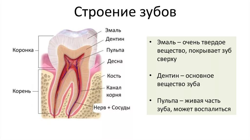 Строение зуба человека 8 класс биология. Строение зуба биология 8 класс. Рисунок строение зуба биология 8. Строение зубной системы человека.