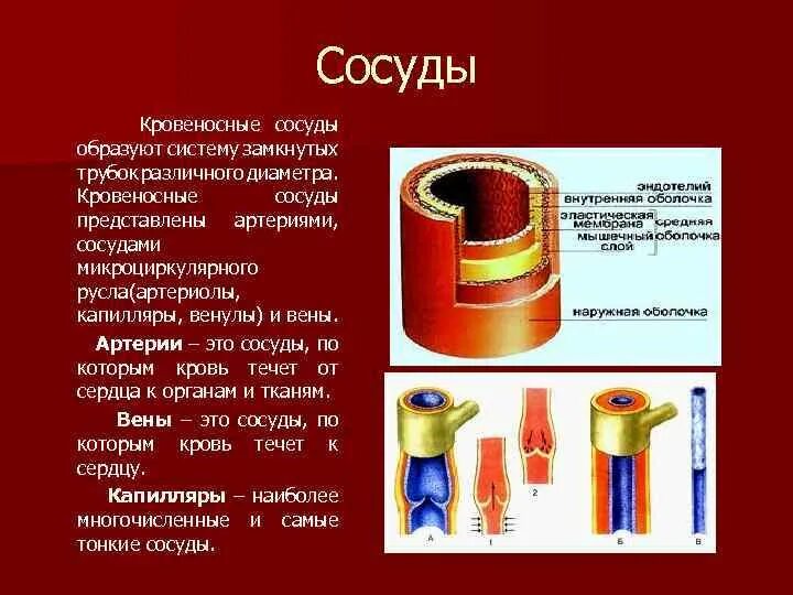 Кровеносный капиляр строение. Строение кровеносных сосудов артерии вены рисунок. Строение стенки сосудов кровеносной системы. Артерии вены капилляры их строение и функции. Расширение стенок сосудов