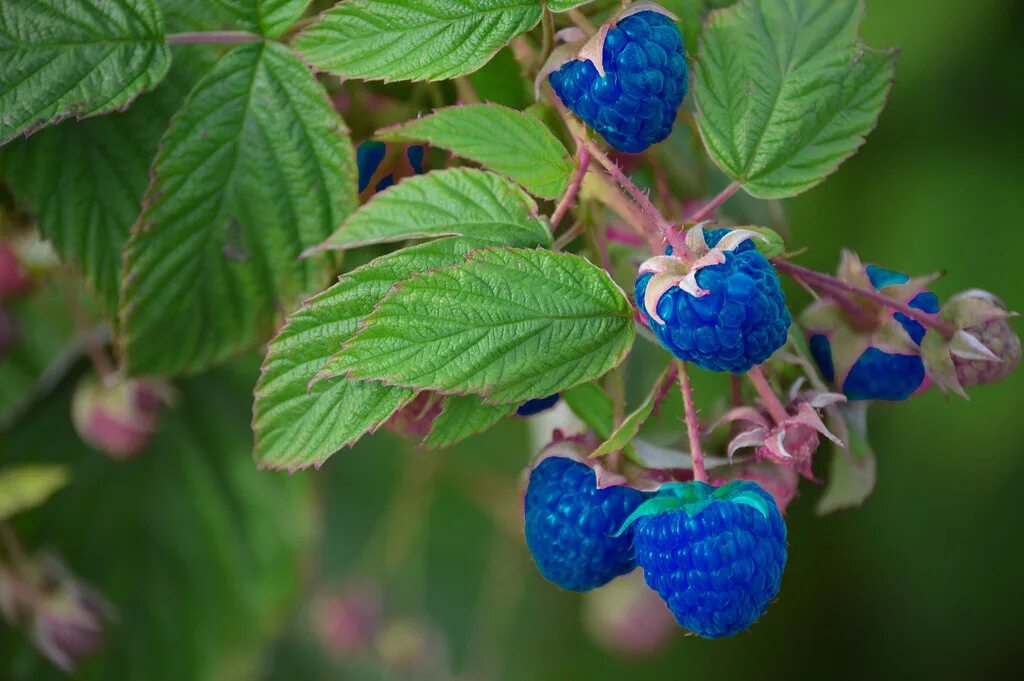 Синие малина ежевика. Blue Raspberry малина. Испанская малина голубая. Малина в Испании синяя.