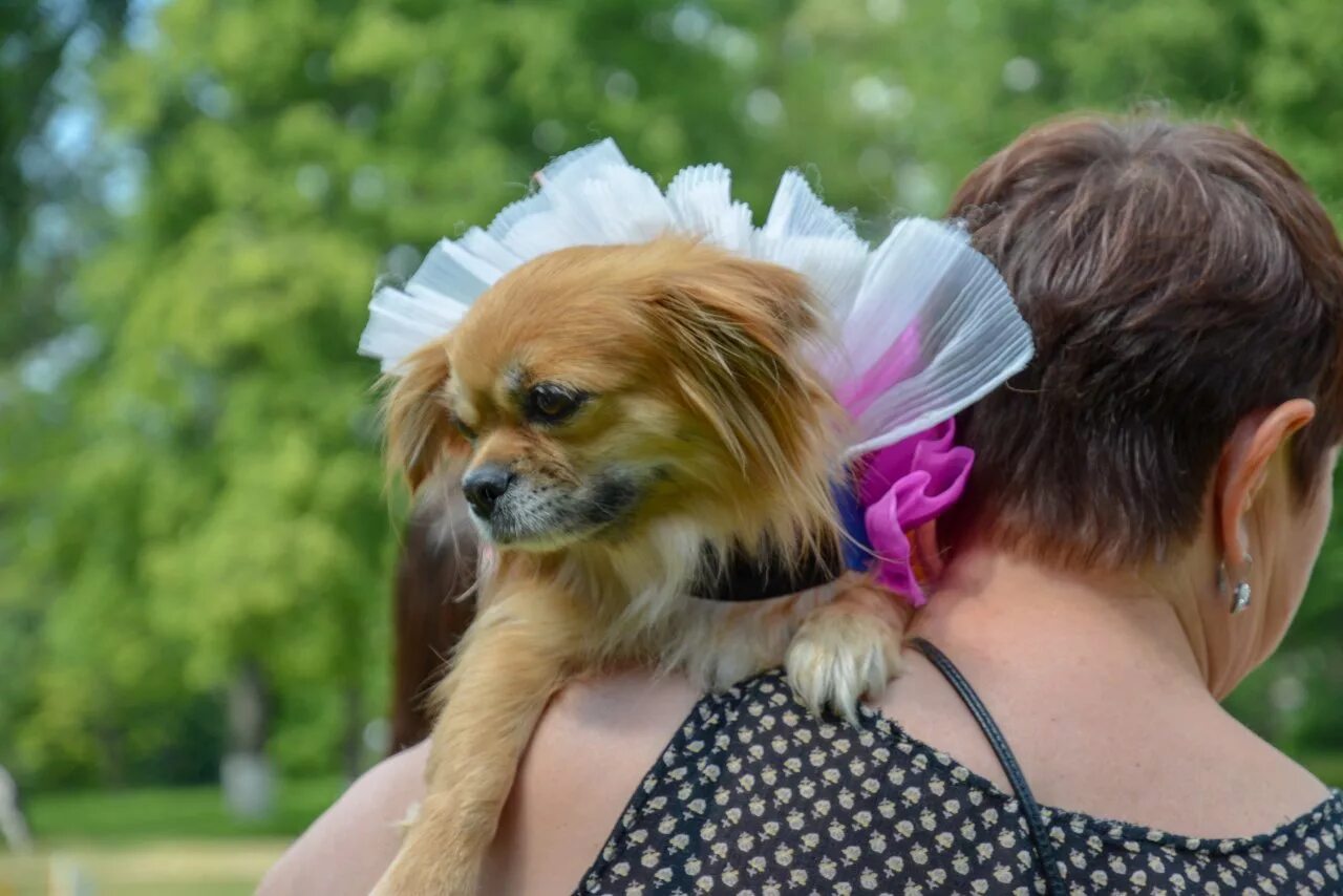 Пятнистая собака облизывает лицо женщину. Лицо хозяйке. Собака для соревнований красивые. Конкурс собака человек. Конкурс собака фото.
