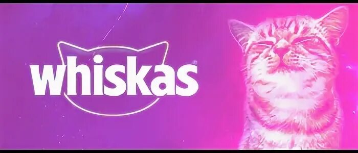 Ваша купила бы вискас. Вискас gif. слоган вискас. лозунг вискаса. реклама вискас с котенком.
