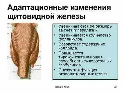 Что означает диффузное изменение почек. Что означает диффузное изменение почек