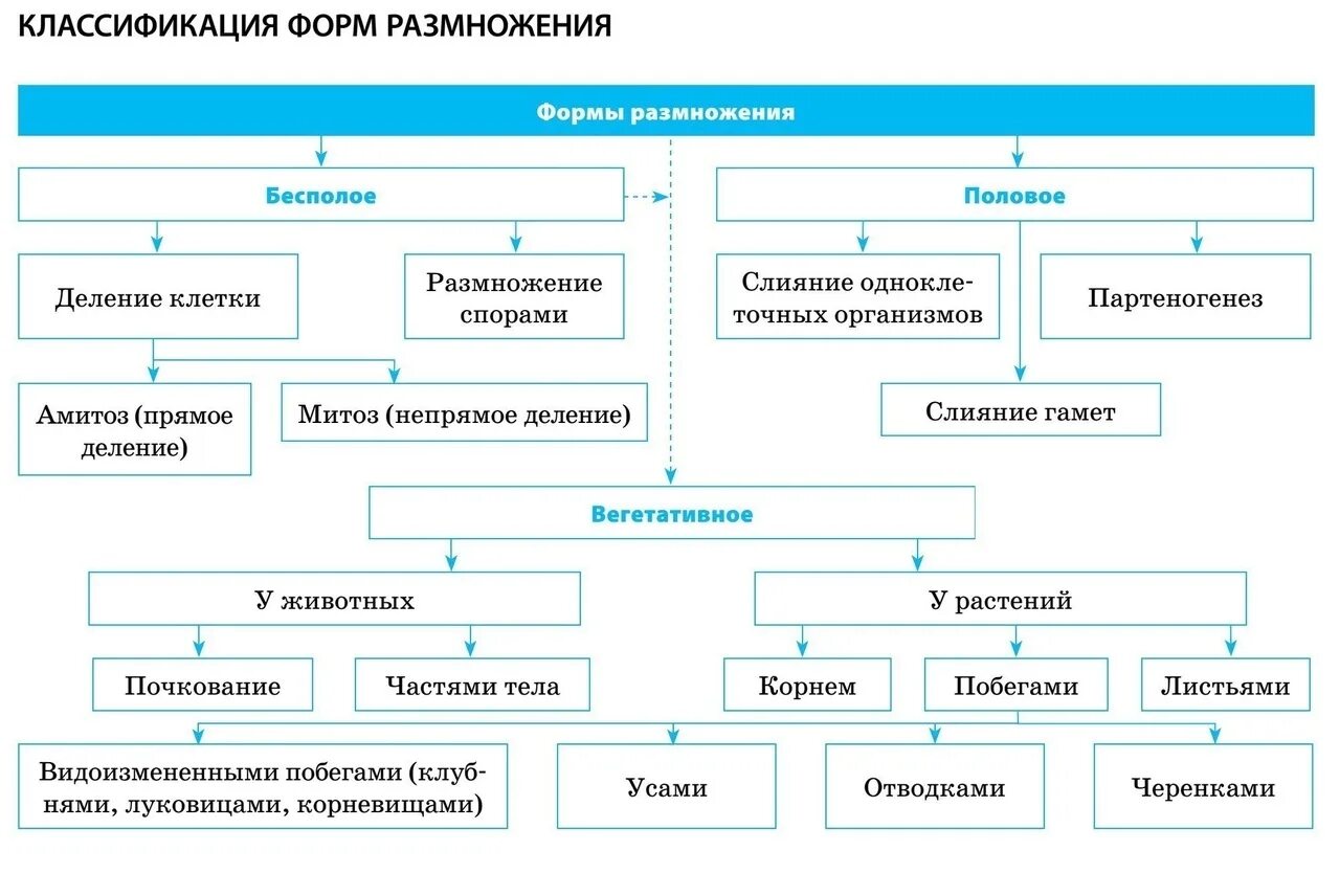 Формы размножения организмов бесполое размножение схема. Классификация форм бесполого размножения. Формы и способы размножения организмов схема. Таблица схема размножение организмов.