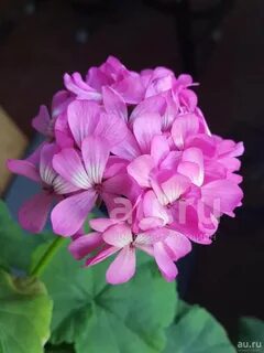 Пеларгония сиреневая