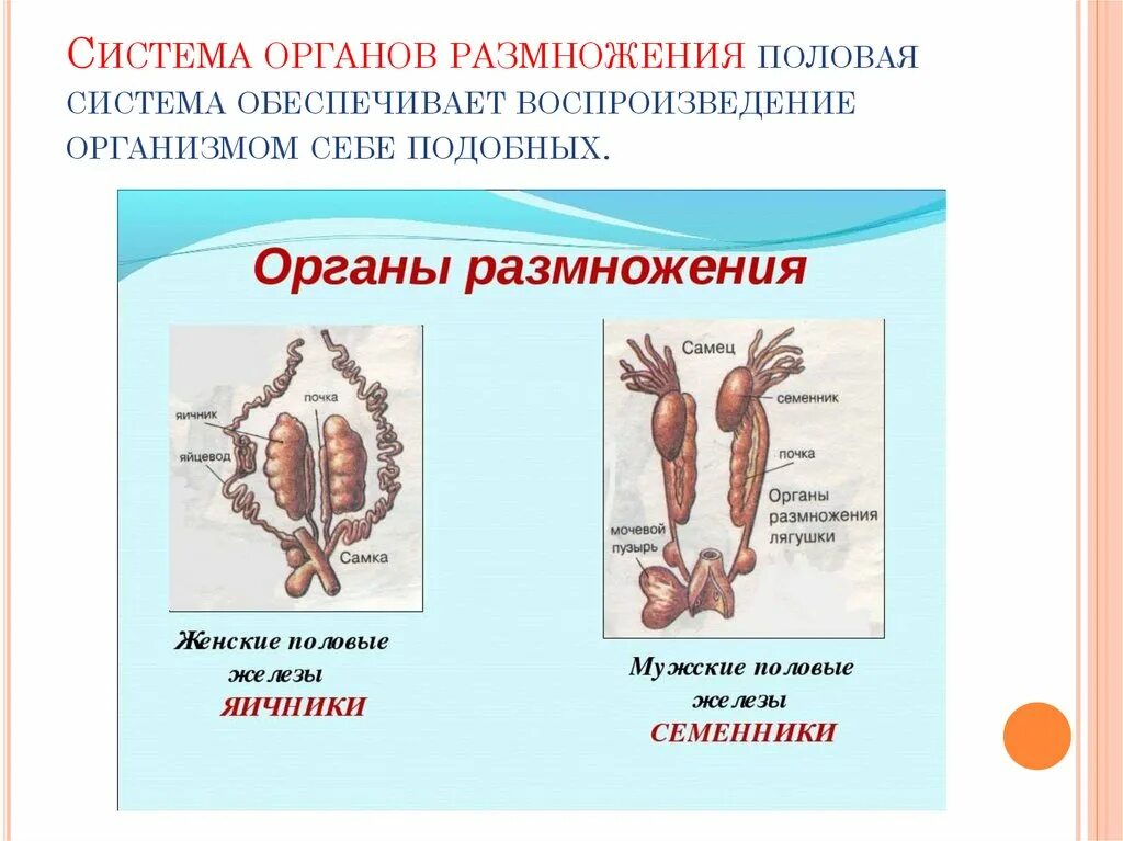 Назовите органы размножения