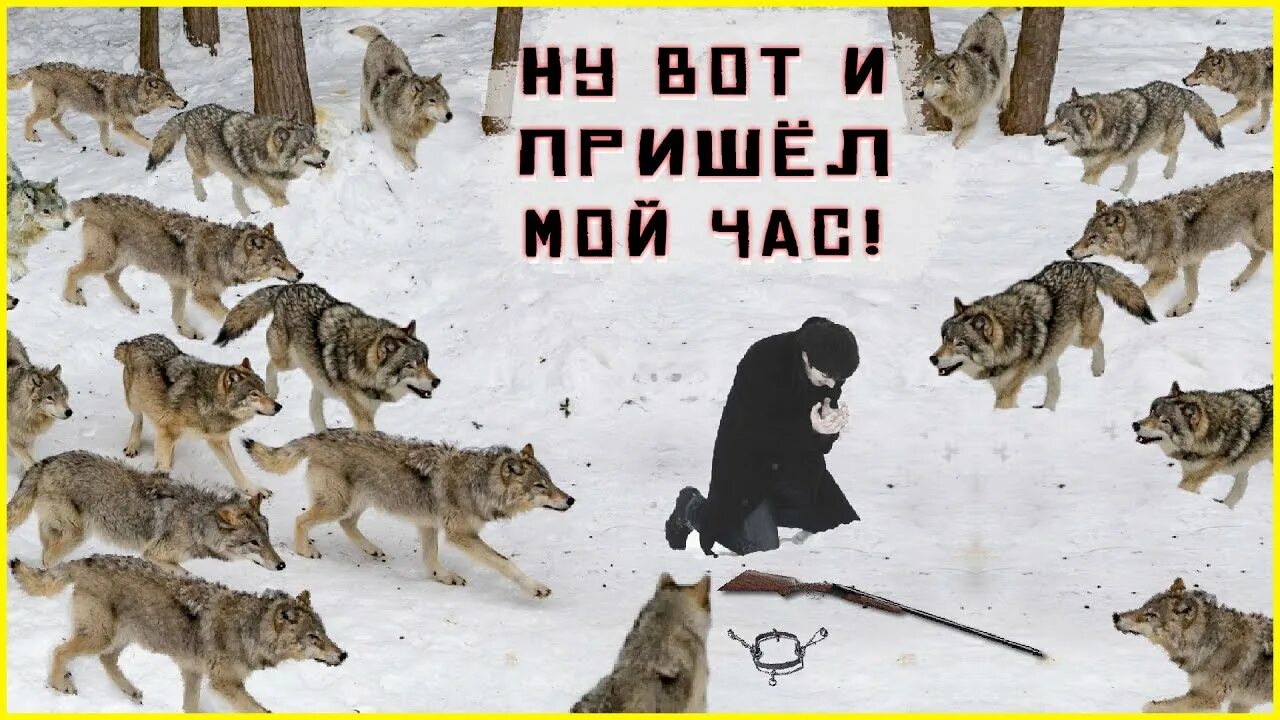 Волк 1 аудиокнига слушать. Стая Волков в тайге. Стая Волков окружила медведя. Волки окружили младенца.