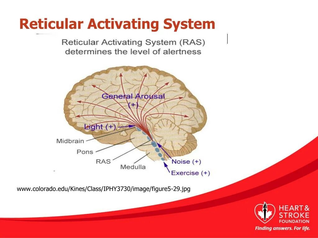 Activate system. Ras the reticular activating System. Reticular. Reticular activating System and Cortex. Reticular formation.