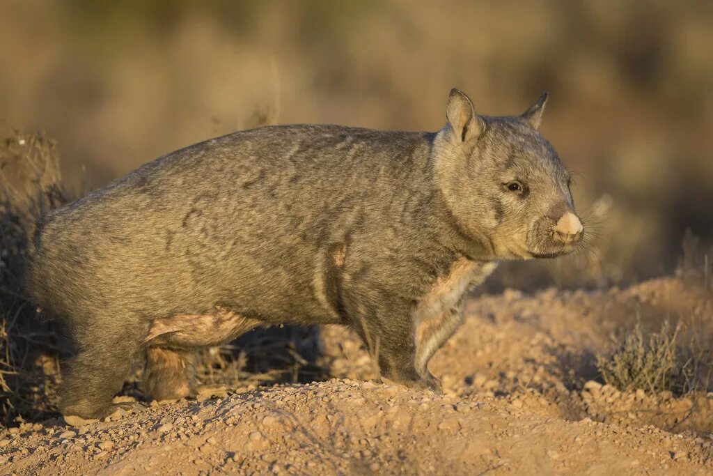 Wombat перевод. Северный длинношерстный вомбат. Животные Австралии вомбат. Шерстоносый вомбат. Вомбат в Австралии.