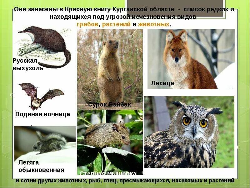 Официальный сайт Губернатора и Правительства Курской области