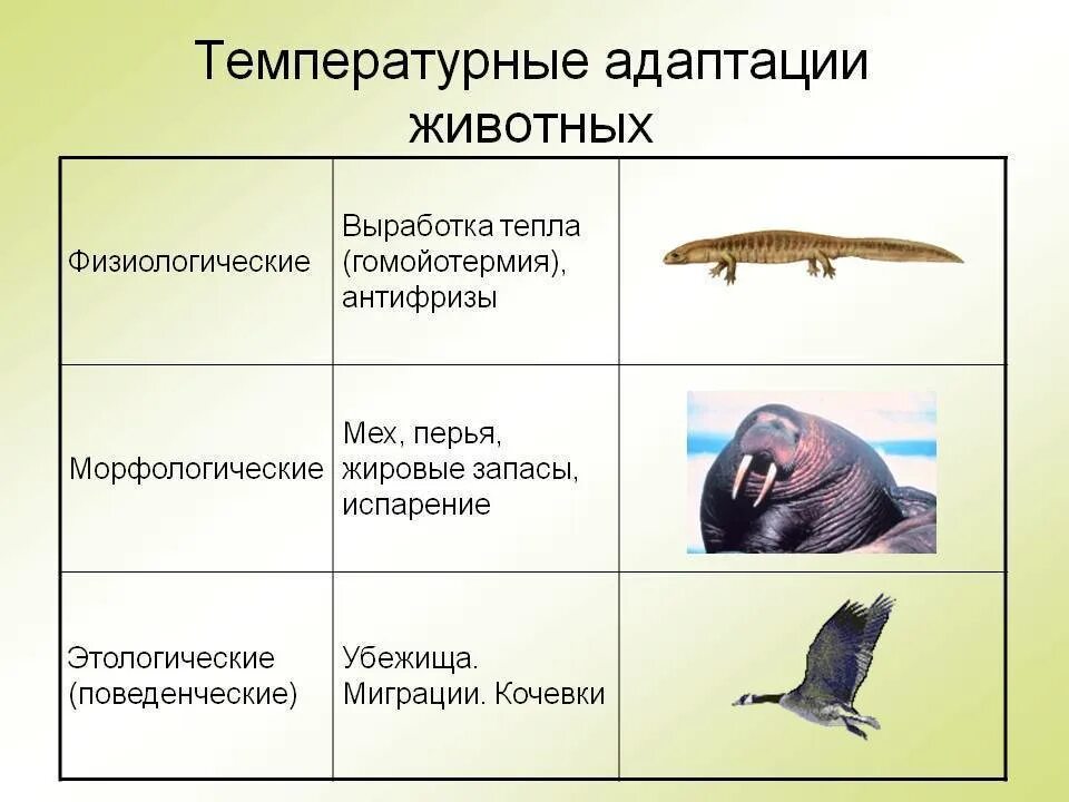 3 группы адаптации. Привести примеры адаптации. Адаптация животных. Адаптация животных к температуре. Примеры адаптации животных.