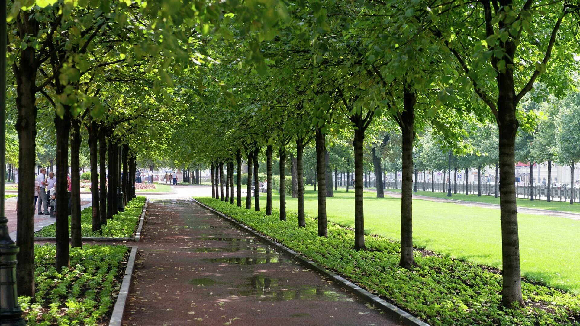 Аллея берсо в санкт-петербурге. Сквер изумрудный краснодар. Сад кавати фудзи. Тройная липовая аллея в павловске. Липовая аллея липецк нижний парк.