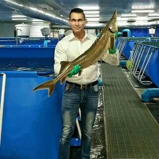 Высокая рыба