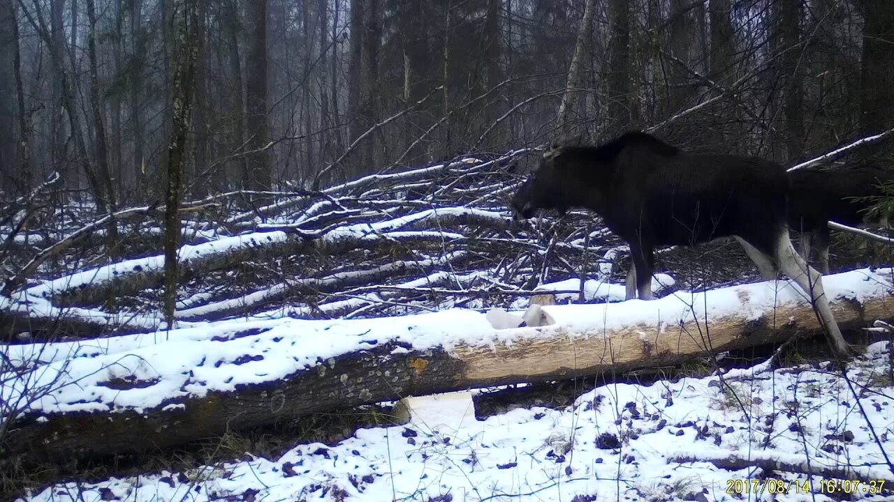 Лоси в Смоленском Поозерье.