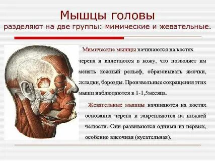 Чем мимические мышцы отличаются от жевательных кратко