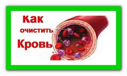 Печень очищает кровь. Как можно почистить кровь. Чистка крови в организме.