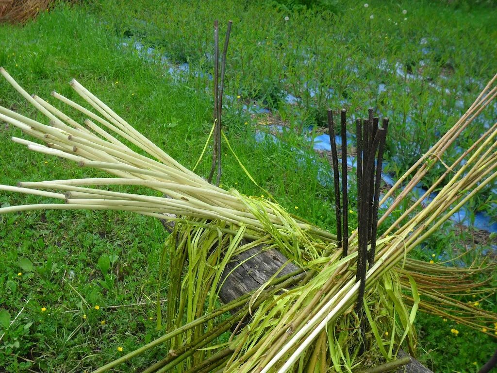 Прутья ивы. Обработка лозы. Ивовые прутья для плетения. Обработка лозы. Ивовый прут.