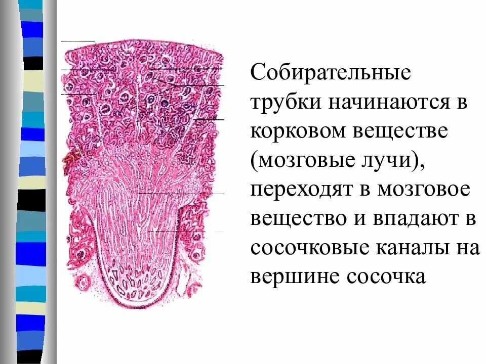 Корковое вещество почки гистология препарат. Строение нефрона почки гистология. Нефрон гистология препарат. Лучистая часть коркового вещества. Корковое вещество почки гистология.