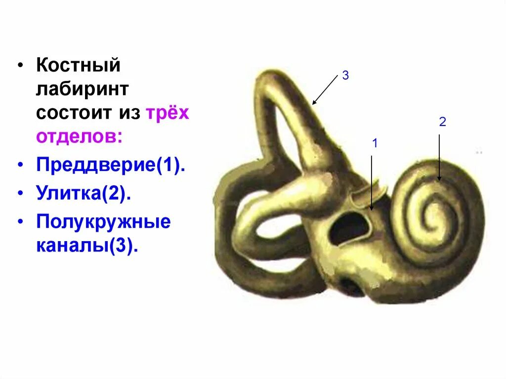 Костный Лабиринт улитки состоит из. Костный Лабиринт органа слуха. Улитка преддверие полукружные каналы. Части костного Лабиринта внутреннего уха. Лабиринт улитки уха