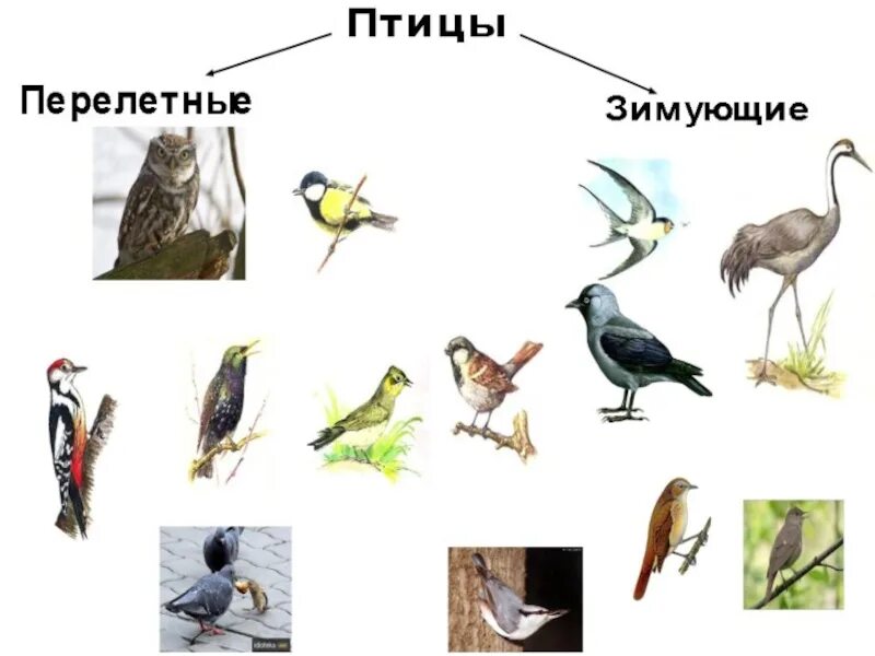 Перелетные птицы. Окружающий мир. Птицы. Птицы по окружающему миру 1 класс. Зимующие птицы 1 класс.