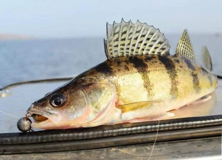 Когда нерест судака самара. Пресноводные рыбы судак. Канадский судак. Судак обыкновенный судак берш судак морской. Светлоперый судак.