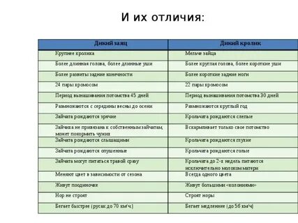 Чем отличается заяц от кролика