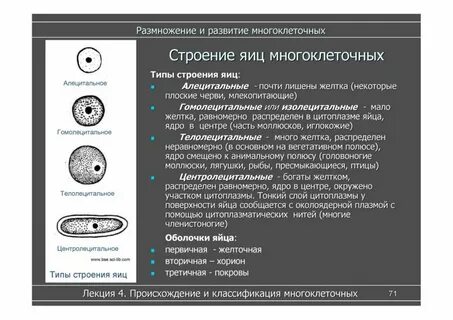 Яйцеклетка уровень организации
