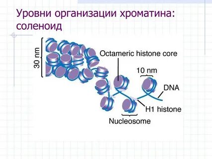 Упаковка хроматина