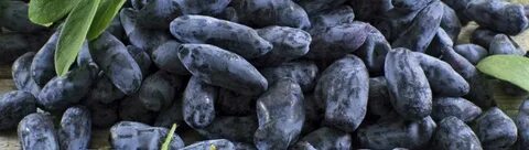 Жимолость индиго описание сорта отзывы