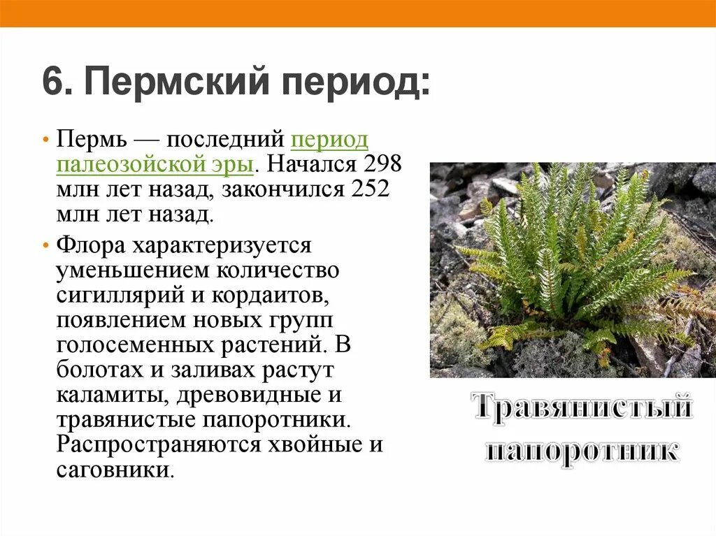 Какое отношение пермский период имеет городу пермь. Палеозойская эра пермский период флора. пермский период палеозойской эры. травянистый папоротник пермский период. папоротники пермского периода.