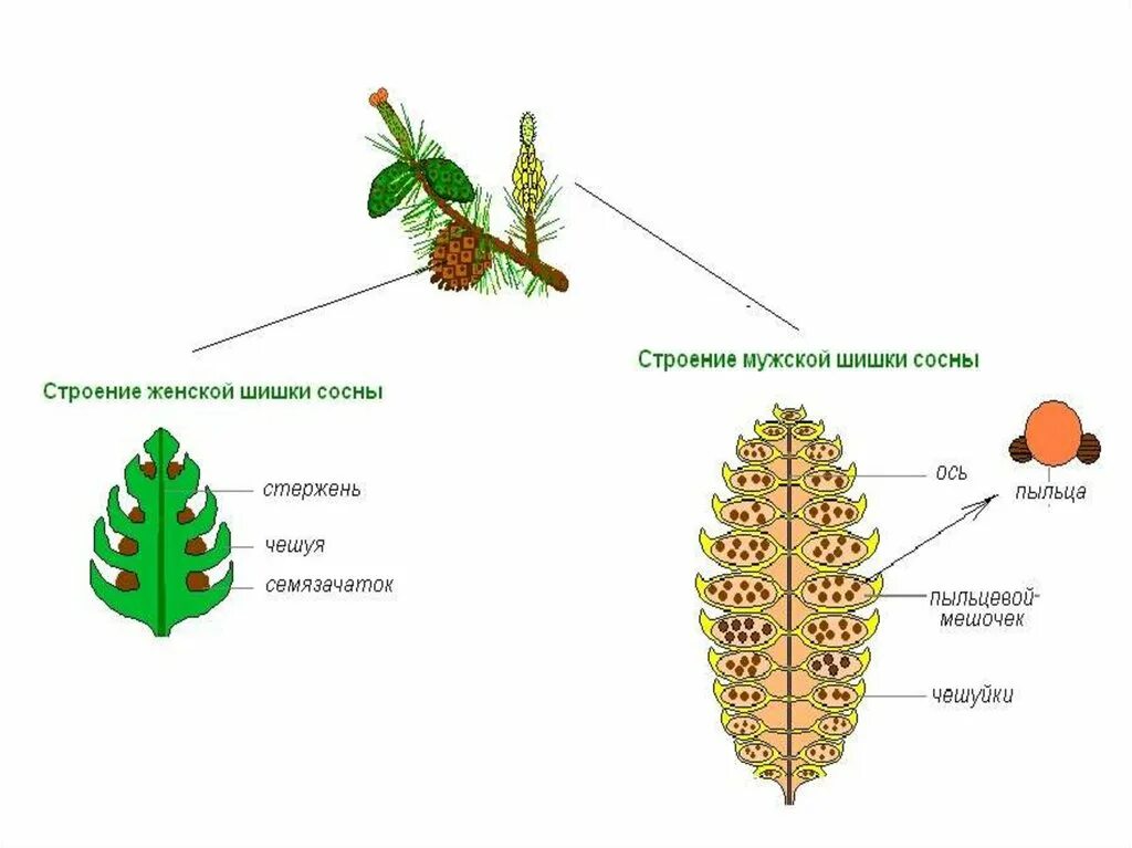 Образование мужской шишки. Мужская шишка голосеменных растений строение. Строение шишек голосеменных. Строение женской шишки сосны. Мужские и женские шишки голосеменных растений.