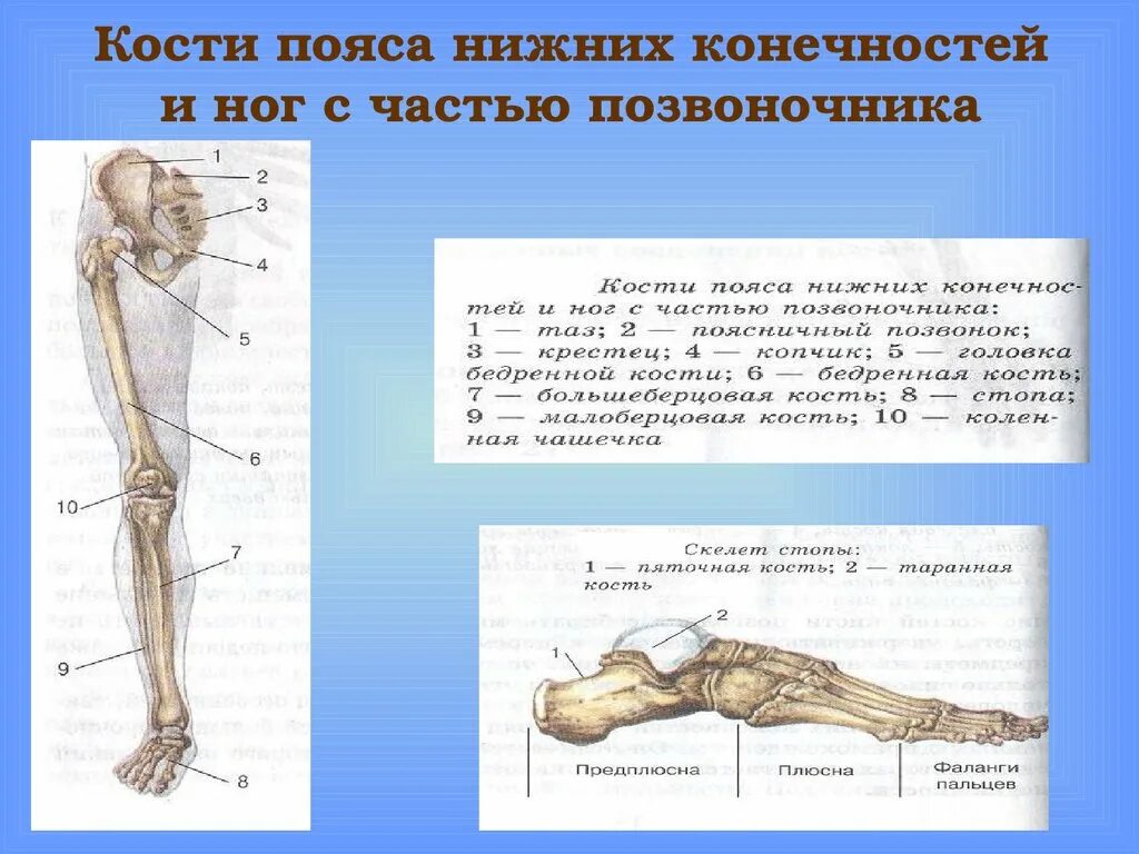 Части нижней конечности. Кости составляющие скелет нижней конечности. Скелет нижней конечности биология 8 класс. Скелет пояса нижних конечностей человека. Кости пояса нижних конечностей и ног с часть позвоночника.