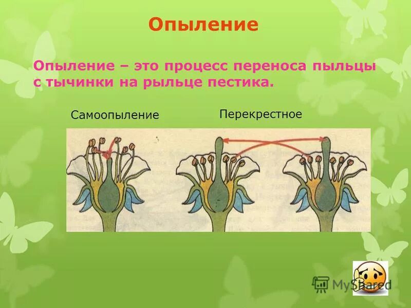 перекрестное опыление растений. опыление процесс переноса пыльцы. перекрестное опыление цветковых растений. процесс переноса пыльцы с тычинок на рыльце пестика называется. процесс переноса пыльцы с тычинок на рыльце цветка.