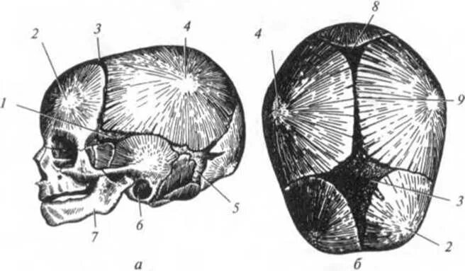 Роднички черепа анатомия. Кости черепа новорожденного. Скелет головы швы черепа роднички. Роднички у новорожденных анатомия. Кости родничков
