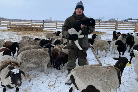 Овцеводство как бизнес для начинающего фермера