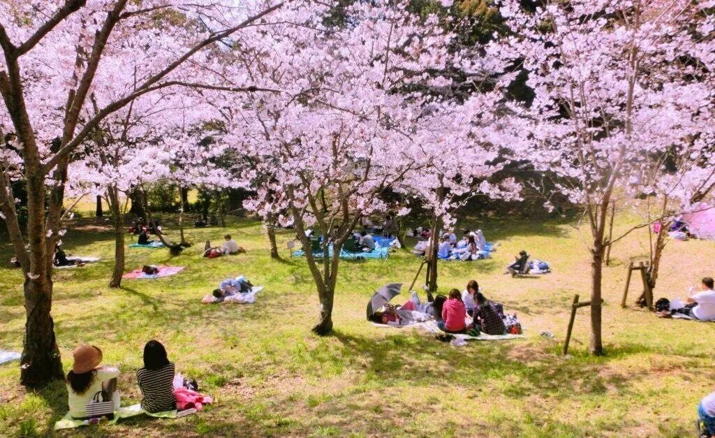 Сакура районы. Парк Такиноуэ, Япония. Японцы пикник цветение Сакуры. Цветение Сакуры на Хоккайдо в Саппоро. Ханами – любование сакурой в Японии.