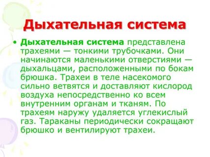 Дыхательная насекомых