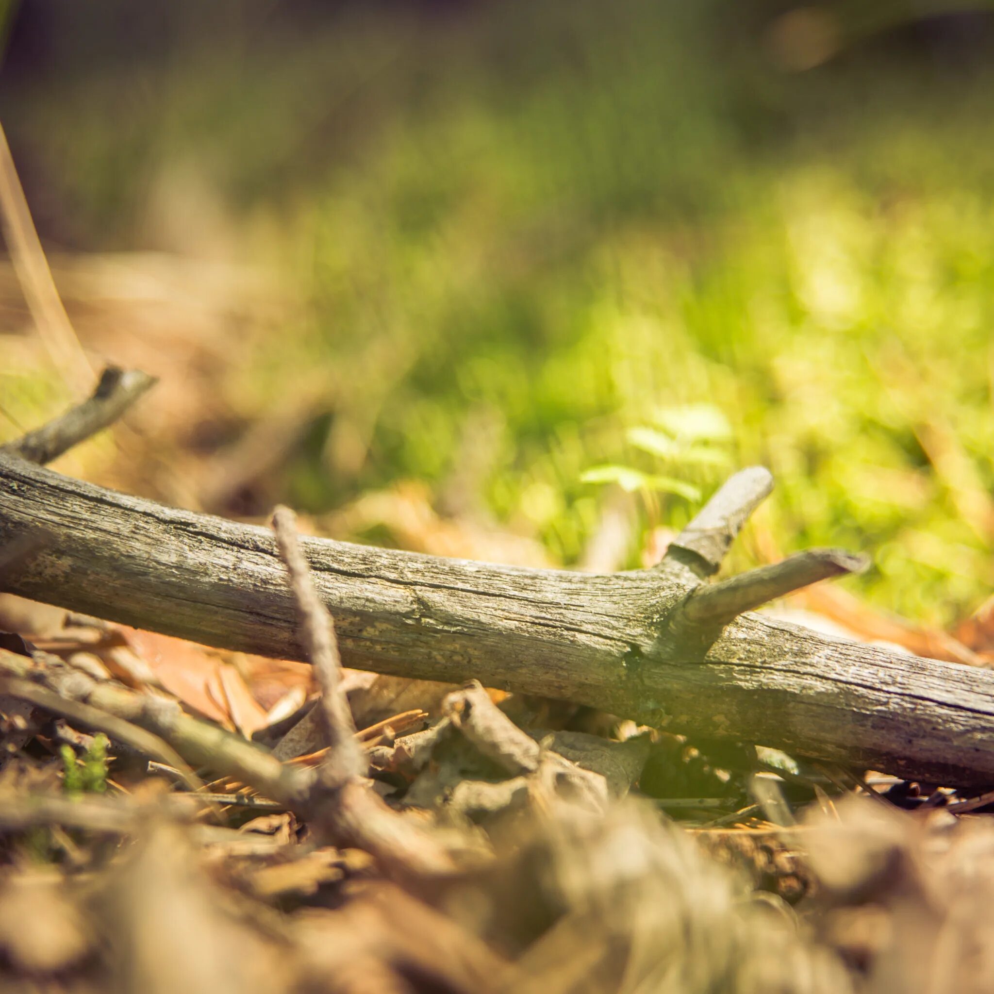 Палка для леса. Палки лес. Заснеженный лес. Походная палка. Палка в лесу.