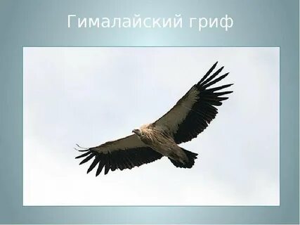 Крыло 5 букв