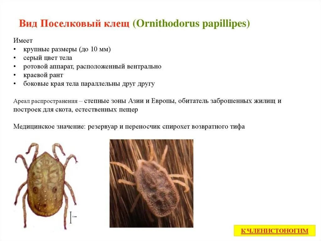 Поселковый клещ Ornithodorus papillipes жизненный цикл. Поселковый клещ (Ornithodorus papillipes). Аргасовые клещи краевой Рант. Поселковый клещ самка и самец.