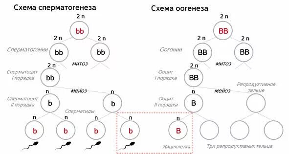 Установите последовательность процессов во время оогенеза. Оогенез у человека. генетическое равновесие это в биологии. периоды сперматогенеза. расположите по порядку этапы оогенеза:.