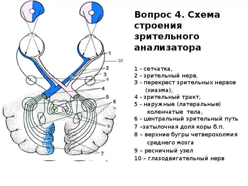 Два зрительных нерва. Проводящие пути анализаторов схема. Схема нервного пути зрительного анализатора. Путь зрительного анализатора анатомия схема. Схема проводящего пути зрительного анализатора.