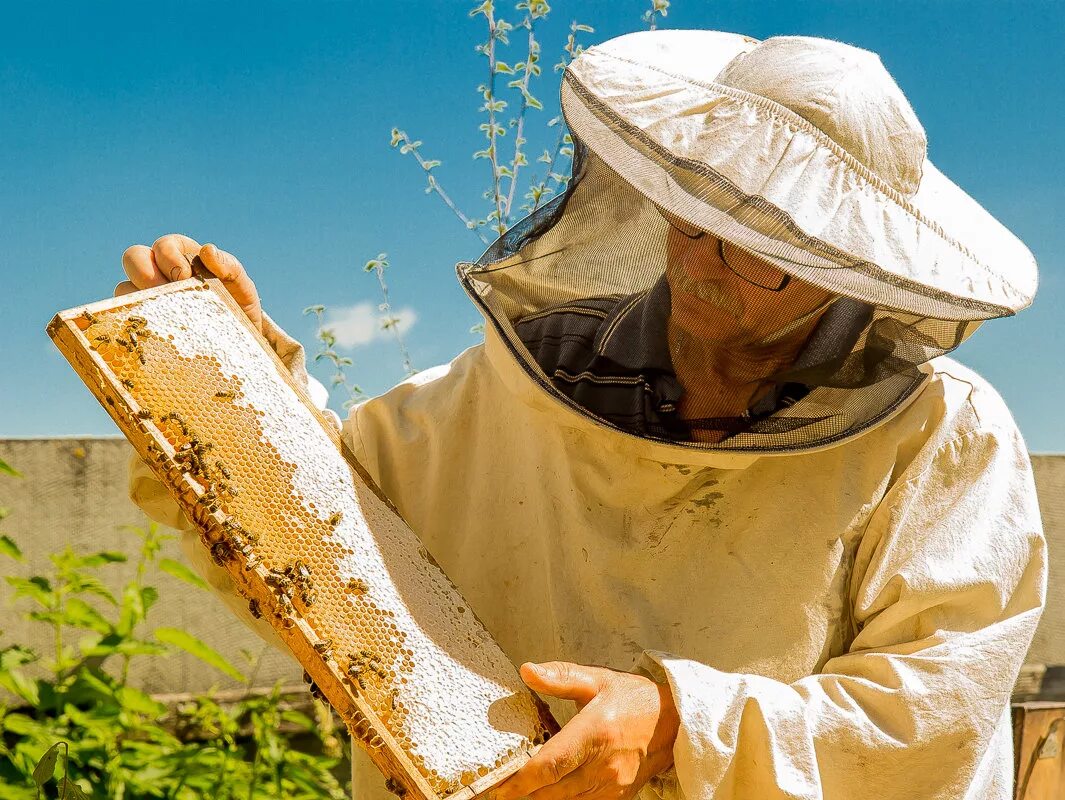 пчелы пасека. пасека пасечник и мед. профессор кашковский пчеловодство. пчелы пасека. пчеловодное хозяйство "пасечник шишкин".