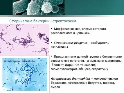 Стрептококки форма бактерии