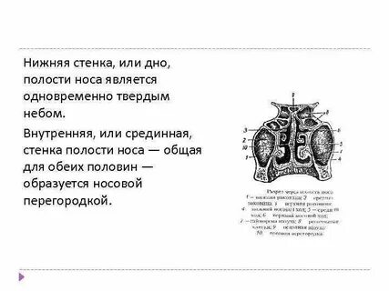 Нижняя стенка носа