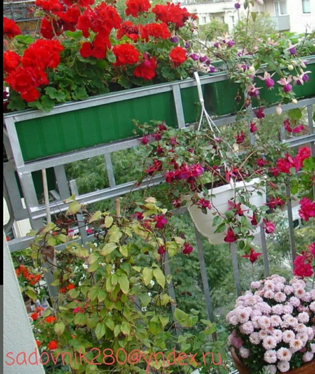 Цветы на балконе. Розы на балконе. Бегонии на балконе. Розарий на балконе.