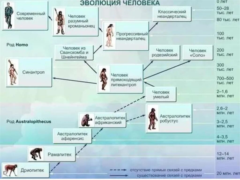 Таблица появления человека. Этапы происхождения человека схема. Древо эволюции человека схема. Антропогенез схема эволюции человека. Происхождение человека Эволюция приматов стадии эволюции человека.