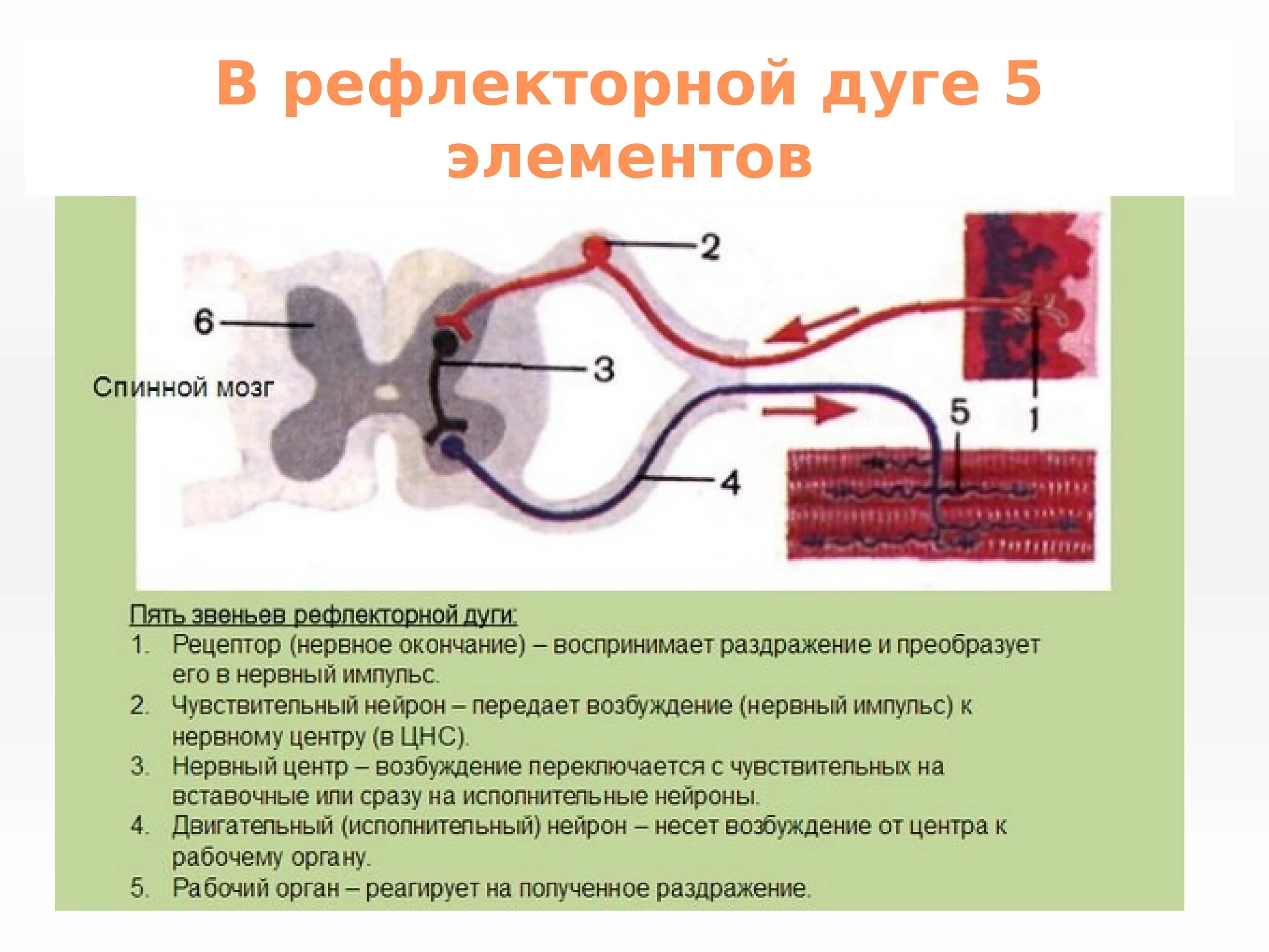 5 чувствительные нейроны передают