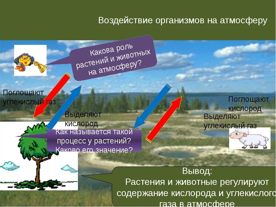 Воздействие живых организмов на атмосферу. Влияние живых организмов на природу. Влияние живых организмов на растения. Роль атмосферы в природных процессах.