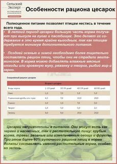 Инкубация цесарок