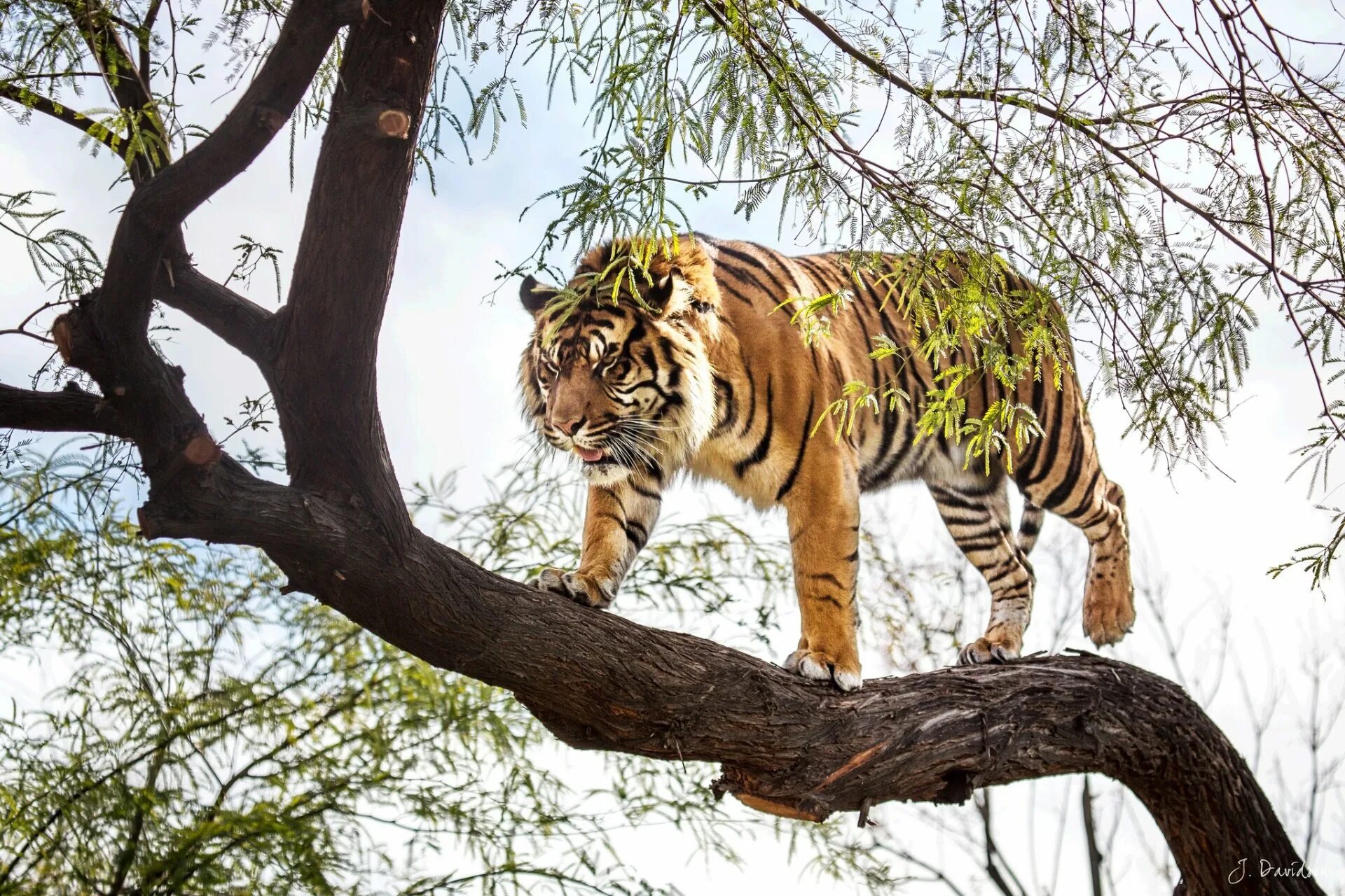 Tree tiger